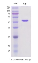 SDS-PAGE RHEB-6179H.jpg